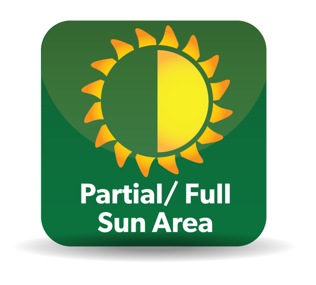 Half Sun/ Half Shade